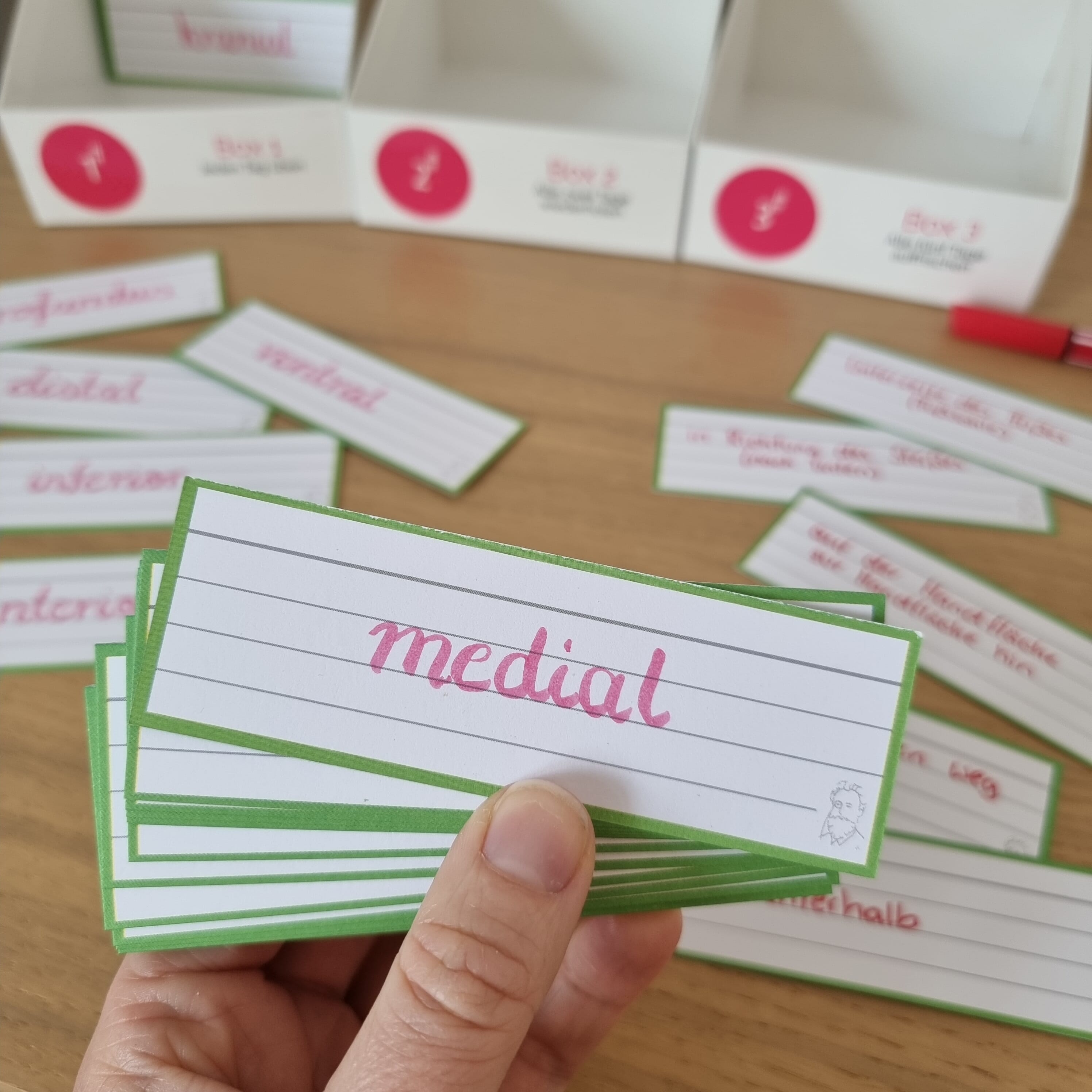 Leitner Flashcards Karteikarten Vokabeln Hellgrün Liniert